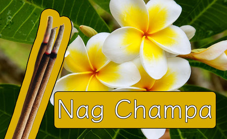 Nag Champa – Wirkung und Herkunft der lieblichen Blüte