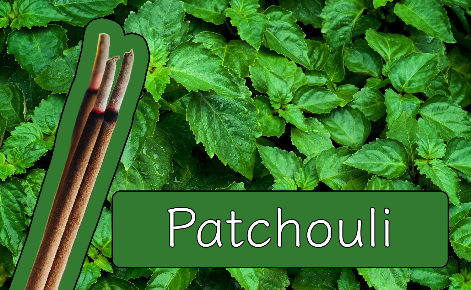 Patchouli – eine mystische Essenz