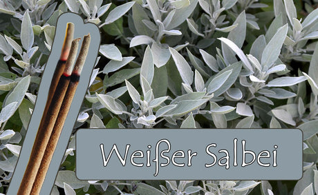 Weißer Salbei – indianischer Räuchersalbei