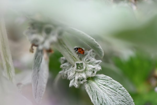 Weißer Salbei Pflanze mit Marienkäfer